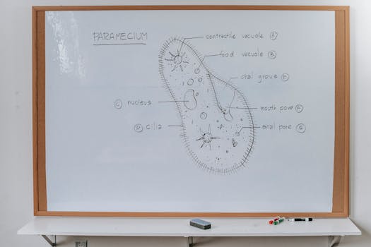 diagram of protein functions in cells